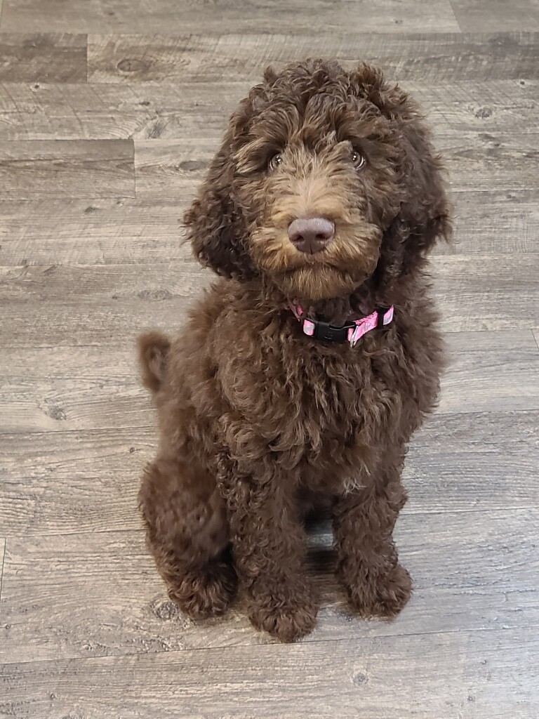 Meet Wildwind's miss " Morgan ". Morgan is a Standard Multigen Goldendoodle and daughter to our Porter. She is so sweet and laid back. She is a future mom to some big and beautiful chocolate babies.