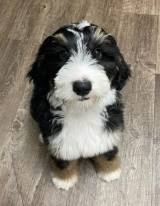 Meet Cedar Lake Doodles " Bonny ".  Bonny is a Medium Multigen Bernedoodle. She is a future mom and daughter of Juno. We can not wait to see what sweet and beautiful Bernedoodles she will have.