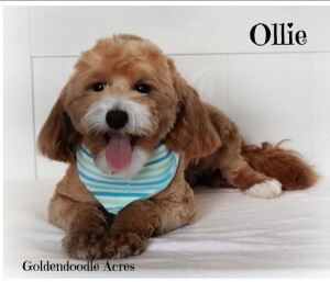 Ollie is a borrowed stud from Goldendoodle Acres. He is a fully health tested Petite Goldendoodle. Thank you Janece for letting us borrow this sweet little man.