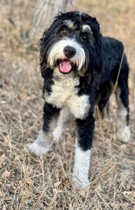 Liam is a borrowed stud from Selah Mountain Dogs. Thank you Bria for allowing us to use this handsome little man. Liam is a tri bernedoodle that is fully health tested.