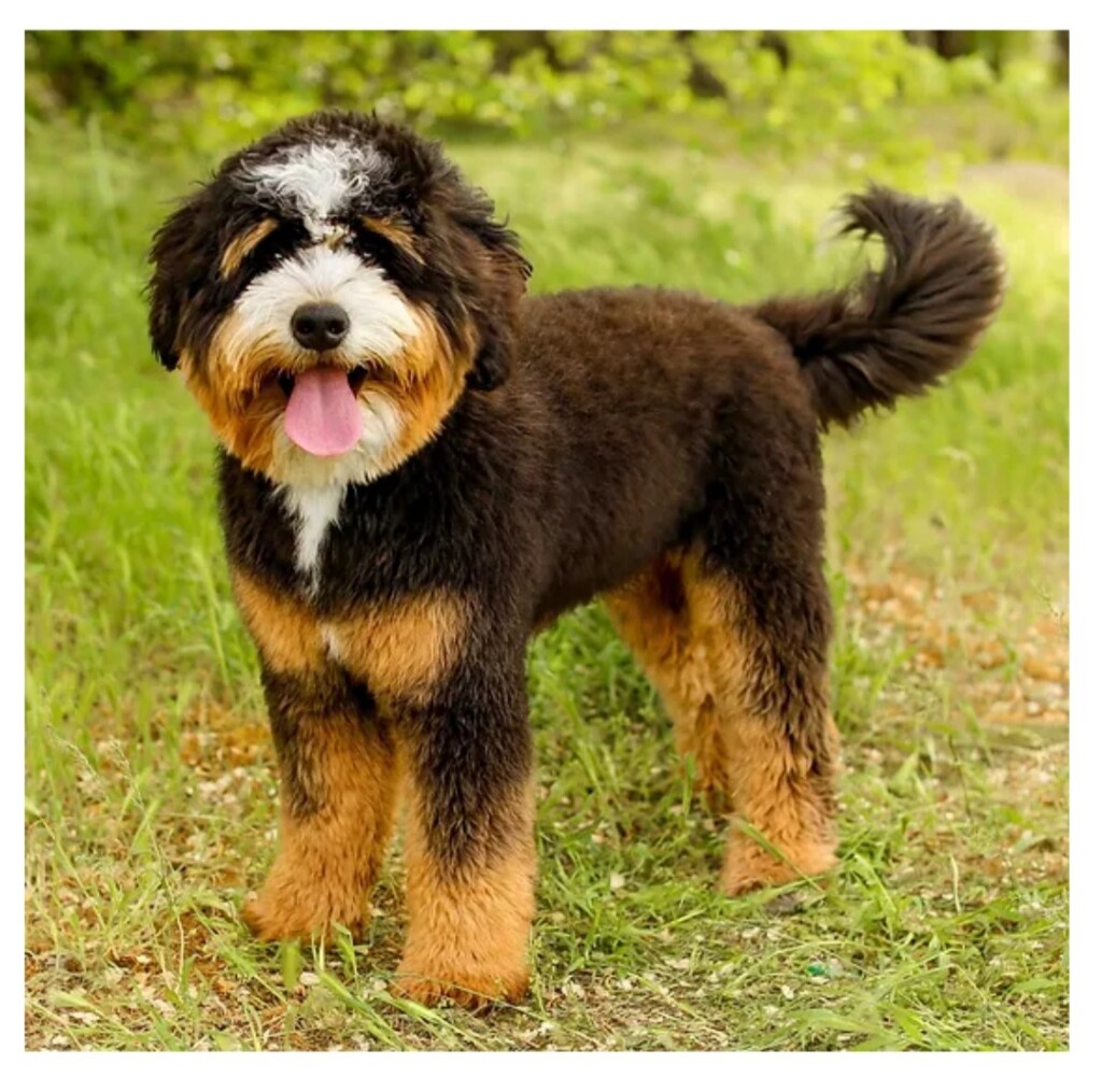 Milo is a borrowed stud from Cottonwood Creek Doodles. Milo is a health tested Mini Bernedoodle. Thank you Ashley for allowing us to borrow this handsome little dood.