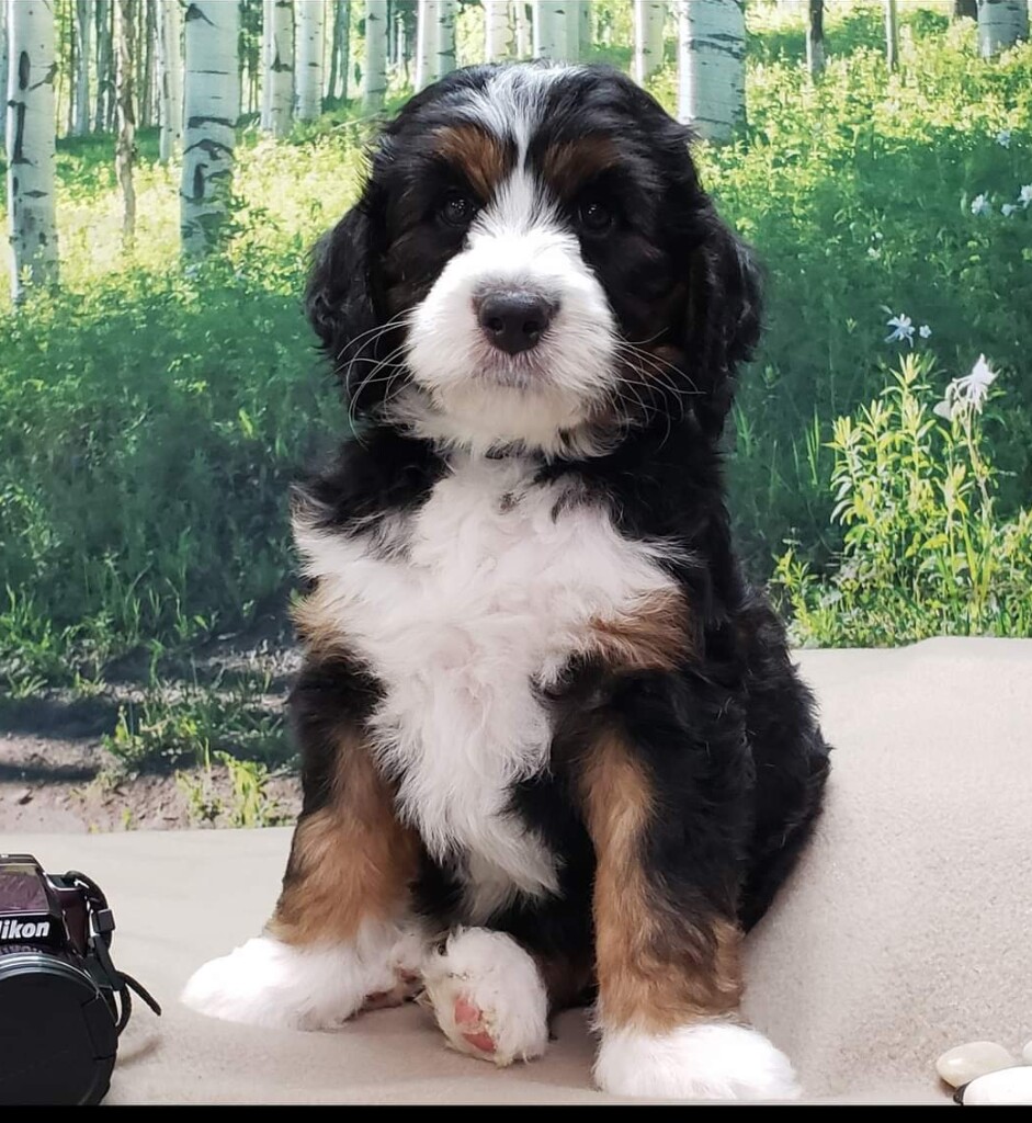 Meet Cedar Lake Doodles "Winston". Winston is a Medium Multigen Golden Bernedoodle. He is the sweetest boy and we can't wait to see his future bernedoodle babies.