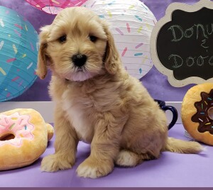 Meet Cedar Lake Doodles "Lucea" Lucea is a Mini/Petite Multigen Goldendoodle. We are so happy to have a daughter from our very sweet girl Riley.