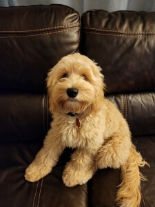 Meet Cedar Lake Doodles "Lucea" Lucea is a Mini/Petite Multigen Goldendoodle. We are so happy to have a daughter from our very sweet girl Riley.