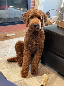 Buck is a borrowed stud from Midwest Labradoodles. He is a Medium Multigen Goldendoodle and fully health tested. Thank you Nicole for allowing us to borrow this handsome boy!