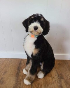 Meet Cedar Lake Doodles " Bonny ".  Bonny is a Medium Multigen Bernedoodle. She is a future mom and daughter of Juno. We can not wait to see what sweet and beautiful Bernedoodles she will have.