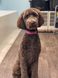 Meet Wildwind's miss " Morgan ". Morgan is a Standard Multigen Goldendoodle and daughter to our Porter. She is so sweet and laid back. She is a future mom to some big and beautiful chocolate babies.