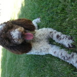 Meet " Bella ". Our sweet and silly southern belle. She is an ACA chocolate and white standard Poodle. She weighs 47lbs and stands 25 inches high. She is health tested for hips, elbows, heart, eyes, vWD1, DM, and NEwS. Her color code is bbEE.
