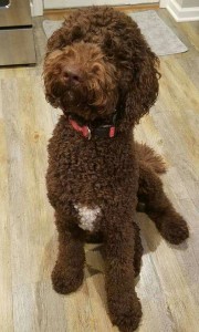 Meet MVGD's " Porter ". He is an English F1b chocolate standard Goldendoodle. He is 24 inches high, 60lbs., parti factored, IC clear, and his color code is bbEe, ay/ay, ky/kb. He is health tested for hips, elbows, heart, eyes, patellas, DM, GRPRA1, GRPRA2, PRCD, Ich, MD, NEwS, and vWD1. He has such a great laid back English temperament, and will add a lot of chocolate to our future puppies.