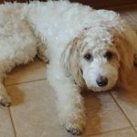 Meet Cedar Lake Doodles " Kira ". Kira is a Multigen Mini Goldendoodle. She is a sweet little mom who gives us parti puppies in a variety of colors. She is 30lb. and stands 19 inches high. Her color code is Bbee, and she is health tested for hips, elbows, eyes, heart, patellas, DM, MD, Ich, NEwS, GRPRA1, GRPRA2, PRCD, and vWD1.