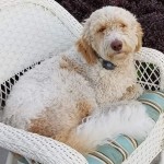 Meet MSR's " Scooby Doodle ". He is an English F1b Standard Parti Goldendoodle. He will give us beautiful puppies, in a rainbow of colors, with very sweet, laid back temperaments. He is 25 inches high and weighs 55lbs.  His color code is bbee, and is health tested for hips, elbows, eyes, heart, patellas, DM, GRPRA1, GRPRA2, PRCD, Ich, MD, NEwS, and vWD1.