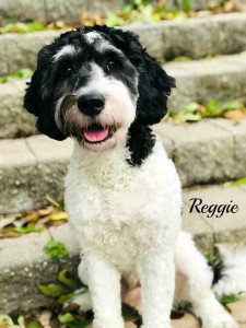 Meet Cedar Lake Doodles "Reggie". Reggie is an English Mini Tri-colored Goldendoodle. He is phantom and parti, and will give us beautiful puppies. He will also be the father to our future sheepadoodles.  BbEE, kyky, atat. He is health tested for hips, elbows, heart, patellas, DM, GR-PRA1, GR-PRA2, Ich, MD, NEwS, prcd-PRA, and vWD1. He is 30lbs and 19 inches high.