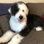 Meet Cedar Lake Doodles 'Aspen". Aspen is an Old English Sheepdog and will be a mom to our  sheepadoodles. She is 23 inches high and 55lbs. She is health tested for hips, elbows, heart, eyes, patellas, DM, EIC, MDR1, and PCD. Her color code is BBEE atat kbkb.