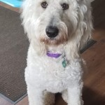 Skyy is an English cream standard goldendoodle.