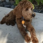 Alfie is a red mini goldendoodle.