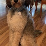 Meet Wolf River's " Nala". Nala is a sable F1b Bernedoodle. She is the sweetest little girl and will be a future mom for our Bernedoodle puppies. She is 34lbs, 20 inches high, and health tested for hips, elbows, heart, eyes, patellas, DM, GM2, NEwS, OCD, prcd-PRA, VWD1, and VWD2.