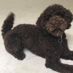 Mitzi is a petite chocolate goldendoodle.