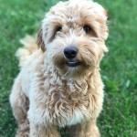 Meet Cedar Lake Doodles "Poppy". Poppy is a F1B Petite Goldendoodle. She is 13lbs, 14 inches high, and health tested for hips, elbows, heart, eyes, patellas, DM, GR-PRA1, GR-PRA2, Ich, MD, NEwS, prcd-PRA, and vWD1.