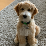 Guy is a petite apricot goldendoodle.