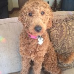 Meet Cedar Lake Doodles "Lucille" aka "Lulu". Lulu is a Multigen Mini Goldendoodle. She is sweet as pie, just like her mom Ruby. She is 32lbs, 18 inches high, and health tested for hips, elbows, heart, eyes, patellas, DM, GR-PRA1, GR-PRA2, Ich, MD, NEwS, prcd-PRA, and vWD1.