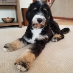 Meet Wolf River's " Juno ". Juno is a Standard Bernedoodle. She is a future mom of our medium or standard bernedoodle puppies. She is 25 inches high, 78lbs, and health tested for hips, elbows, heart, eyes,  patellas, and DNA health tested.