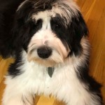 Reggie is a medium black and white sheepadoodle.