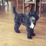 Archie is a mini black and white goldendoodle.