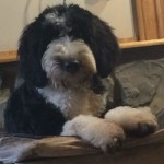 Walter is a borrowed stud from Goldendoodles by Ellie. He is a 45lb, health tested sheepadoodle. Thank you Ellie for allowing us to use this sweet boy.