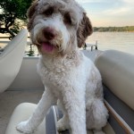 Meet Cedar Lake Doodles " Madison ". Madison is a Mini Multigen Chocolate and white parti Goldendoodle. She will be a future mom to some very cute parti pups. She is 18 inches high, 29lbs, and health tested for hips, elbows, heart, eyes,  patellas, DM, GR-PRA1, GR-PRA2, Ich, MD, NEwS, prcd-PRA, vWD1, CDDY, and CDPA,