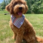 Meet Cedar Lake Doodle's " Ginger ". Ginger is an F3 Medium Goldendoodle. She will bring us some very sweet and laid back puppies just like her mom Marley. She is completely health, coat, and color tested.