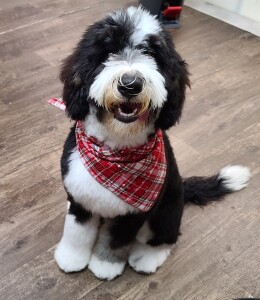 Meet Cedar Lake Doodles " Kingston". Kingston is a Medium Multigen Bernedoodle. He is just a love and we can't wait to see what beautiful bernedoodles he will have. He is completely health, coat, and color tested.