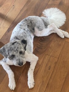 Meet Cedar Lake Doodles "Zuri ". Zuri is a Blue Merle Parti Mini Multigen Goldendoodle. She is a  mom to some very colorful puppies. She is completely health , coat, and color tested.