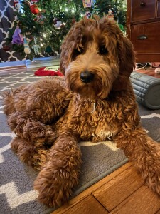 Meet Cedar Lake Doodles "Calypso ( Callie )". Callie is a Medium Multigen Goldendoodle. She is a future mom that will give us beautiful babies just like her mom Marley. She is completely health, coat, and color tested.