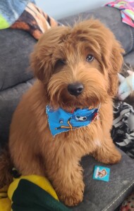 Meet Cedar Lake Doodles "Cabo". Cabo is a Petite Multigen Goldendoodle. He is the sweetest little thing and we could not be more excited for his tiny offspring.