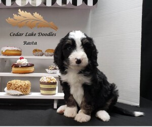 Meet Cedar Lake Doodles "Pearl". Pearl is a Medium Multigen Bernedoodle who is also a Juno daughter. We cant wait for her sweet and beautiful babies.