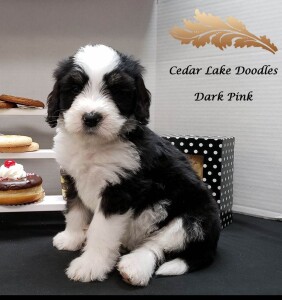 Meet Cedar Lake Doodles "Skye". Skye is a Medium Multigen Bernedoodle. We are very excited to have another beautiful Juno daughter to add to our program.