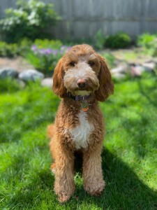 Meet Cedar Lake Doodles  'Bali'. Bali is a Mini Multigen Goldendoodle. She is the daughter of Lulu so we know she will have the sweetest babies! She is fully health tested.