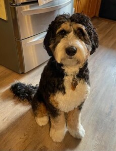 Meet Cedar Lake Doodles "Winston". Winston is a Medium Multigen Golden Bernedoodle. He is the sweetest boy and we can't wait to see his future bernedoodle babies. He is fully health tested. He is not available for stud service.
