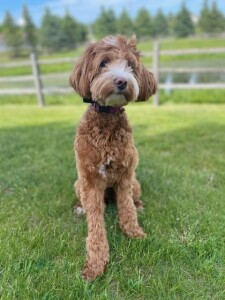 Meet Cedar Lake Doodles ' Meka '. Meka is a Mini Multigen Goldendoodle who will have the sweetest pups. She is completely health tested.
